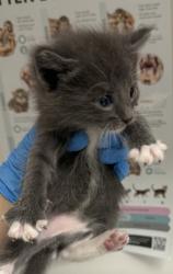 Shelter Stray Female Cat last seen Oakland, CA , Oakland, CA 94601