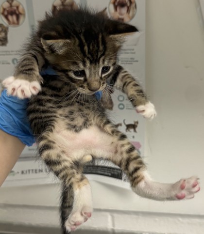 Shelter Stray Male Cat last seen Oakland, CA , Oakland, CA 94601