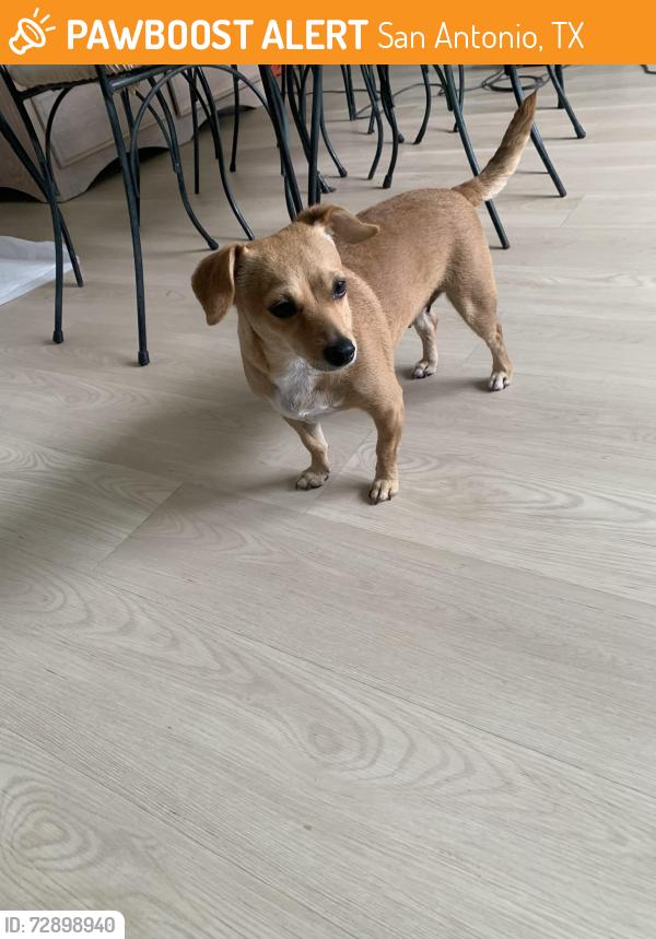 Found/Stray Female Dog last seen Culebra and Zarzamora , San Antonio, TX 78228
