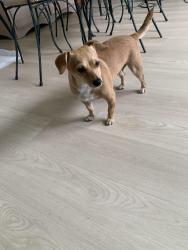 Found/Stray Female Dog last seen Culebra and Zarzamora , San Antonio, TX 78228