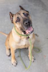Shelter Stray Female Dog last seen Near GA-212, Conyers, GA 30094, 30094, GA, Atlanta, GA 30341
