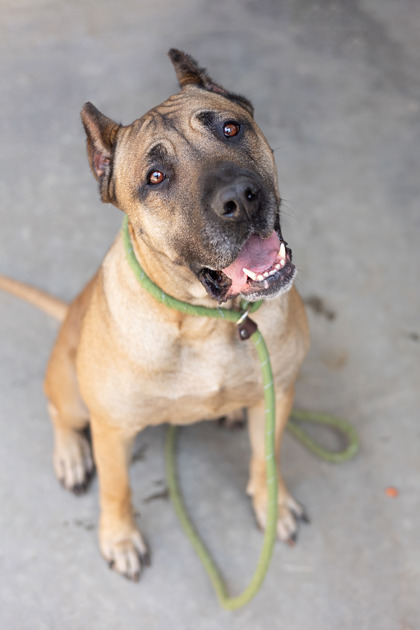 Shelter Stray Female Dog last seen Near GA-212, Conyers, GA 30094, 30094, GA, Atlanta, GA 30341
