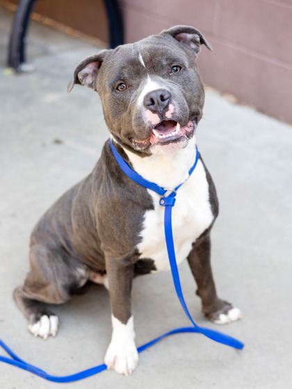 Shelter Stray Male Dog last seen Near RAINBOW FOREST DR Decatur, 30034, 30034, GA, Atlanta, GA 30341
