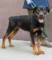 Shelter Stray Female Dog last seen , GA , Atlanta, GA 30341