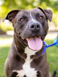Shelter Stray Female Dog last seen Near Fayetteville Rd SE, Atlanta, GA 30316, 30316, GA, Atlanta, GA 30341