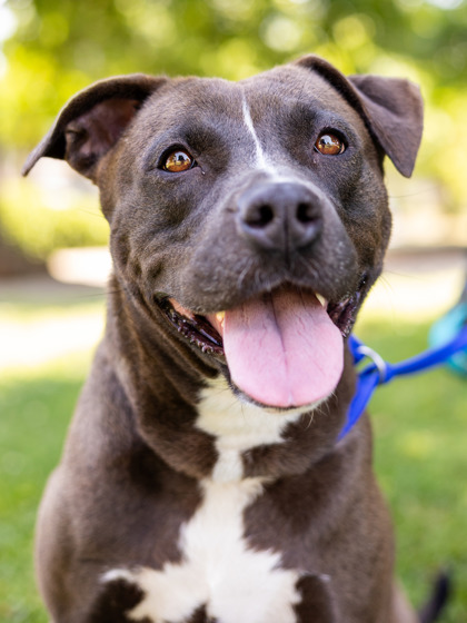 Shelter Stray Female Dog last seen Near Fayetteville Rd SE, Atlanta, GA 30316, 30316, GA, Atlanta, GA 30341