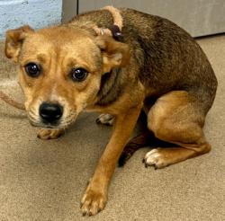 Shelter Stray Female Dog last seen , 30032, GA, Atlanta, GA 30341