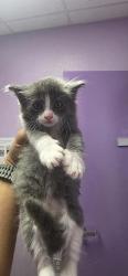 Shelter Stray Male Cat last seen El Paso, TX 79904, Fort Bliss, TX 79906