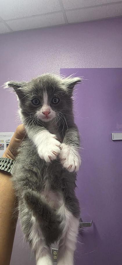 Shelter Stray Male Cat last seen El Paso, TX 79904, Fort Bliss, TX 79906