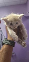 Shelter Stray Male Cat last seen El Paso, TX 79904, Fort Bliss, TX 79906