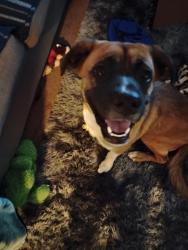 Found/Stray Unknown Dog last seen 35th Ave Peoria, Phoenix, AZ 85029