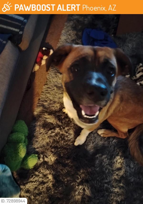 Found/Stray Unknown Dog last seen 35th Ave Peoria, Phoenix, AZ 85029