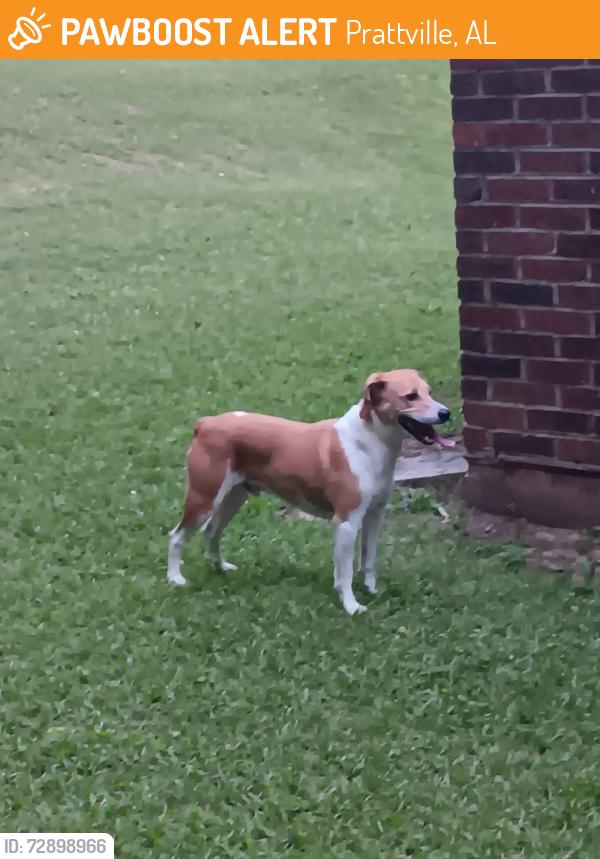 Found/Stray Male Dog last seen Near , Prattville, AL 36067