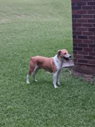 Found/Stray Male Dog last seen Near , Prattville, AL 36067