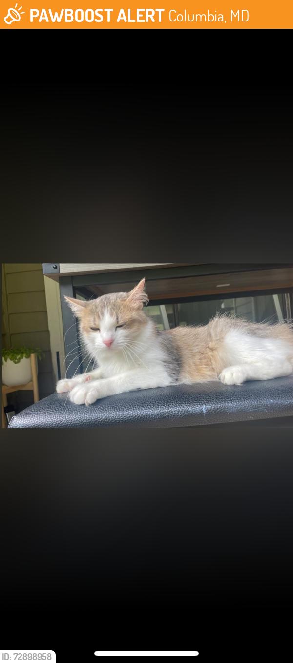 Found/Stray Female Cat last seen In apmt complex, Columbia, MD 21044
