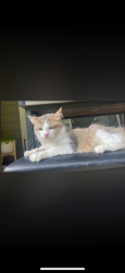 Found/Stray Female Cat last seen In apmt complex, Columbia, MD 21044