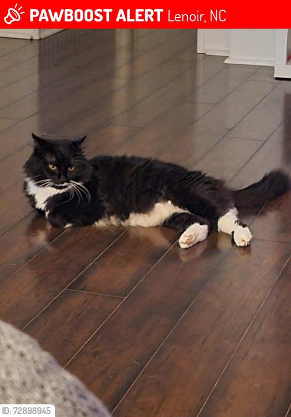 Lost Male Cat last seen Steeltown Rd, Rich Hollar Rd., Yadkin Valley Baptist Church, Charlie Triplett Rd, Lenoir, NC 28645