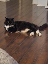 Lost Male Cat last seen Steeltown Rd, Rich Hollar Rd., Yadkin Valley Baptist Church, Charlie Triplett Rd, Lenoir, NC 28645