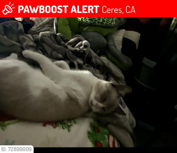 Lost Male Cat last seen Hackett don pedro park, Ceres, CA 95307