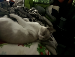 Lost Male Cat last seen Hackett don pedro park, Ceres, CA 95307