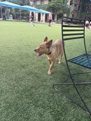 Found/Stray Male Dog last seen The pearl , San Antonio, TX 78215