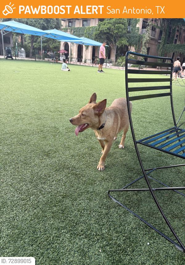 Found/Stray Male Dog last seen The pearl , San Antonio, TX 78215