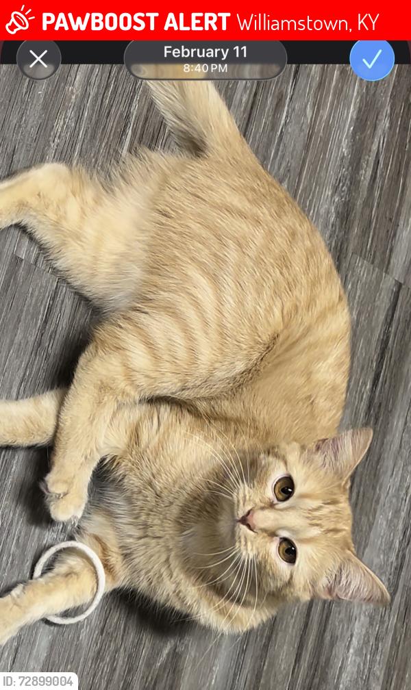 Lost Female Cat last seen Falmouth st 22, Williamstown, KY 41097