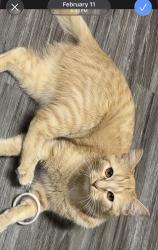 Lost Female Cat last seen Falmouth st 22, Williamstown, KY 41097