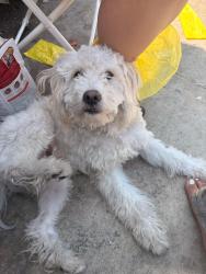 Lost Male Dog last seen Inside Black Gate near street light , Los Angeles, CA 90003