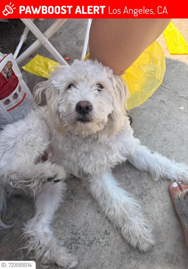 Lost Male Dog last seen Inside Black Gate near street light , Los Angeles, CA 90003