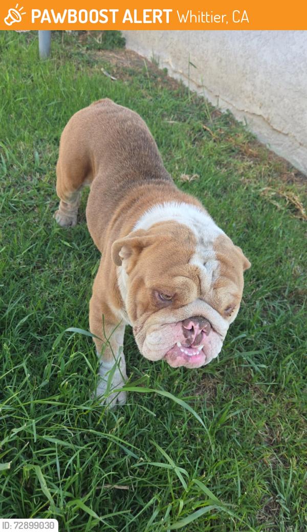 Found/Stray Male Dog last seen Atlantic and Wilcox , Whittier, CA 90602