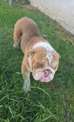 Found/Stray Male Dog last seen Atlantic and Wilcox , Whittier, CA 90602