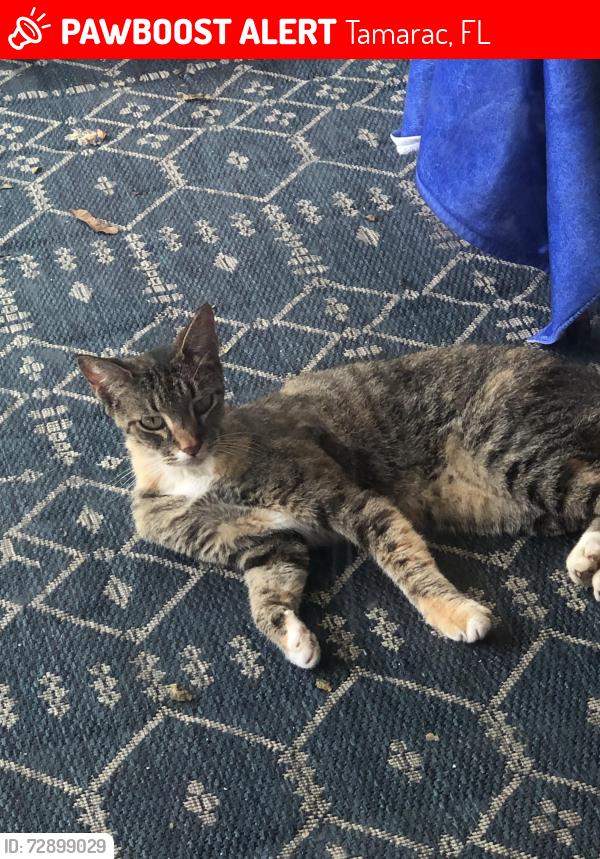 Lost Female Cat last seen Near and pine island , Tamarac, FL 33321