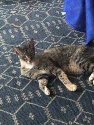 Lost Female Cat last seen Near and pine island , Tamarac, FL 33321