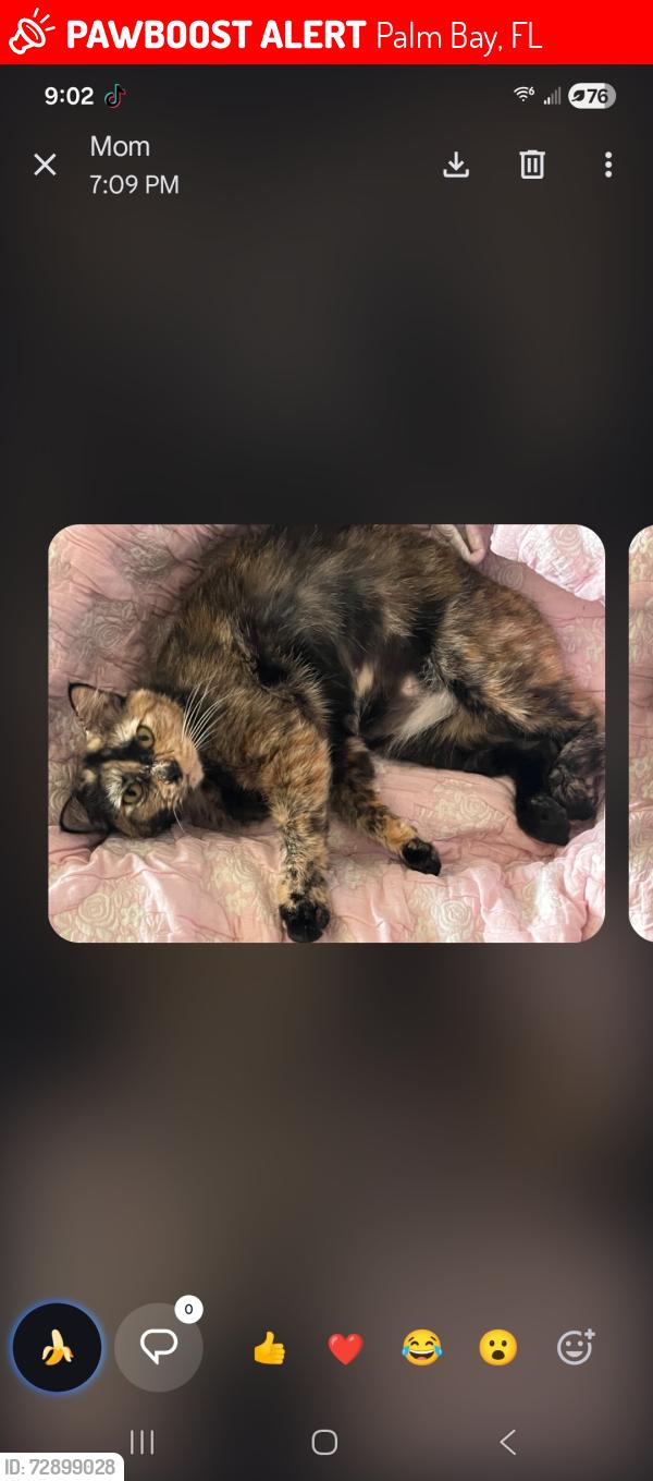 Lost Female Cat last seen Hallmark St Se palm bay fl, Palm Bay, FL 32909
