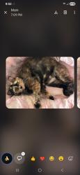Lost Female Cat last seen Hallmark St Se palm bay fl, Palm Bay, FL 32909