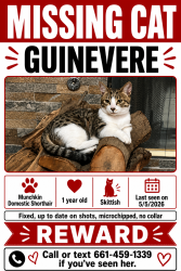 Lost Female Cat last seen SW Costco, Bakersfield, CA 93313