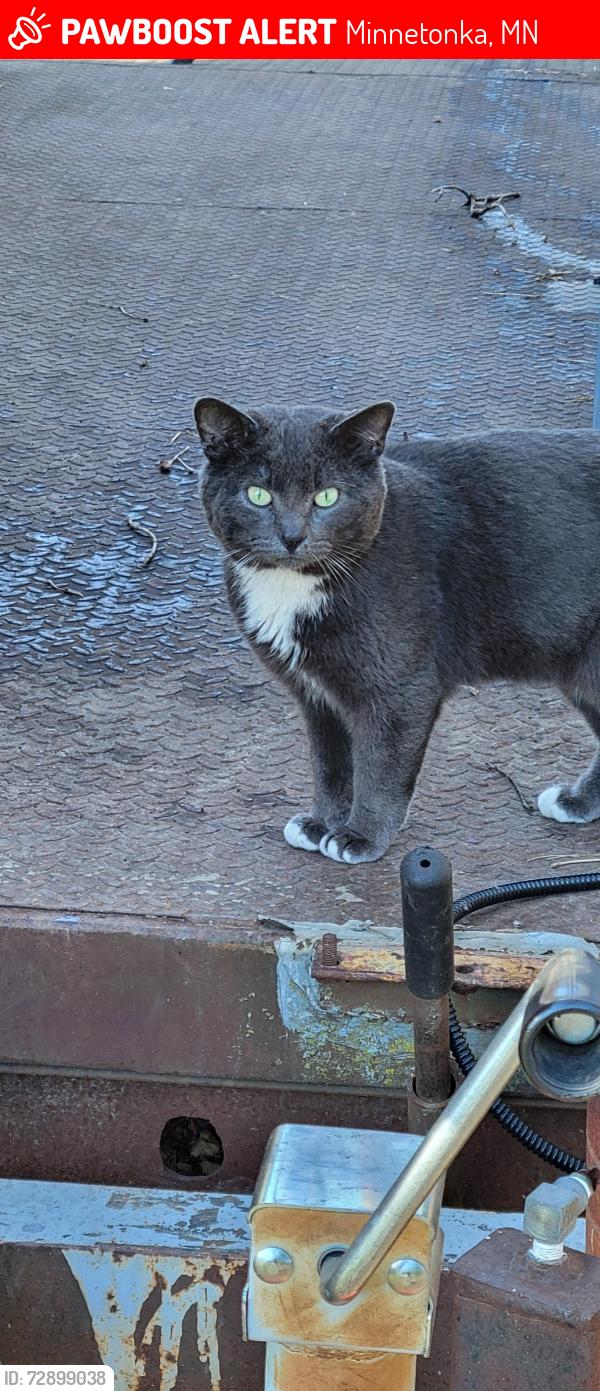Lost Male Cat last seen Muriel Road Minnetonka, Minnetonka, MN 55305