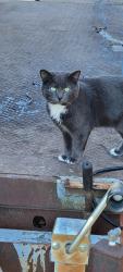 Lost Male Cat last seen Muriel Road Minnetonka, Minnetonka, MN 55305