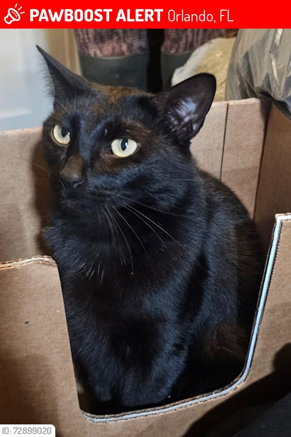 Lost Female Cat last seen Aein rd and Buck Rd/University Acres, Orlando, FL 32817