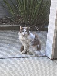 Found/Stray Unknown Cat last seen Araujo St & Townsend Park Cir., San Jose, San Jose, CA 95131