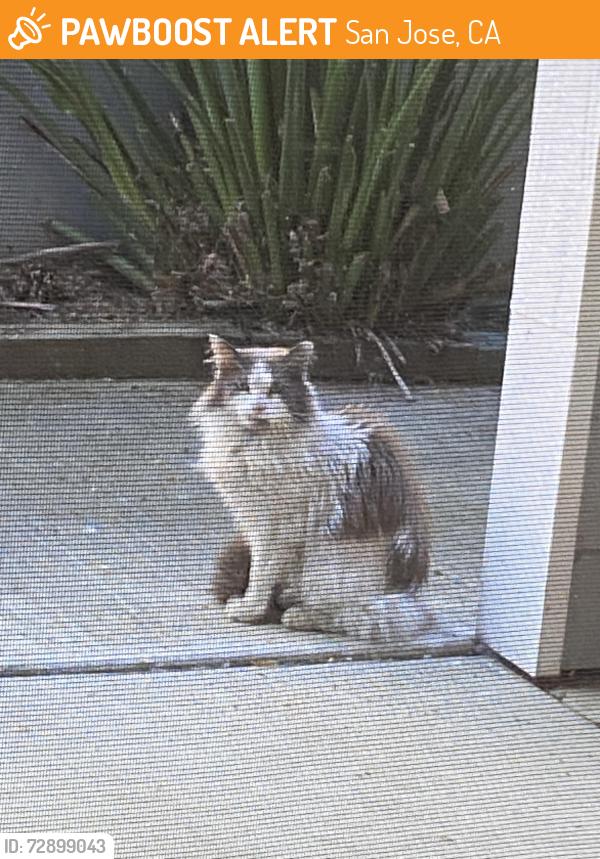 Found/Stray Unknown Cat last seen Araujo St & Townsend Park Cir., San Jose, San Jose, CA 95131