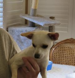 Reunited Unknown Dog last seen Mariposa , Citrus Heights, CA 95610