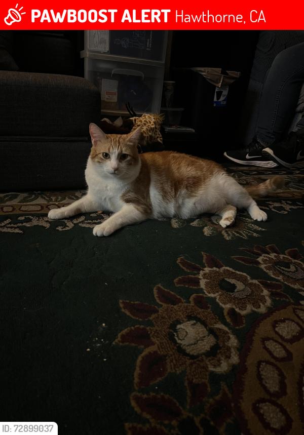 Lost Male Cat last seen broadway and inglewood ave, Hawthorne, CA 90250