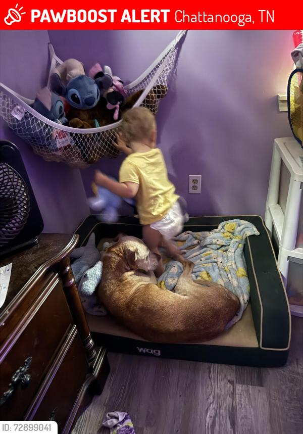 Lost Male Dog last seen North wilder and forest road, olk kings point close to south chickamauga creed on , Chattanooga, TN 37406