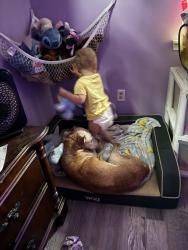 Lost Male Dog last seen North wilder and forest road, olk kings point close to south chickamauga creed on , Chattanooga, TN 37406