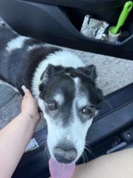 Found/Stray Unknown Dog last seen Near O’Connor Woods, Stockton, CA 95209