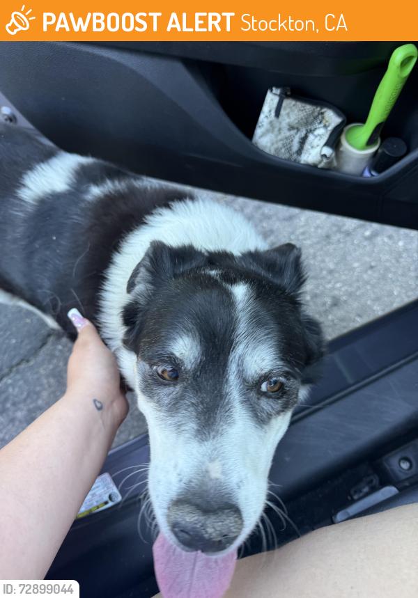 Found/Stray Unknown Dog last seen Near O’Connor Woods, Stockton, CA 95209