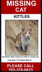 Lost Male Cat last seen Jones and Washington 89108, Las Vegas, NV 89108