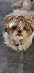 Found/Stray Male Dog last seen Near Eucalyptus , Victorville, CA 92392